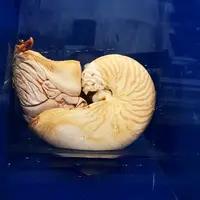 生きた化石・オウムガイ