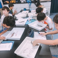 エビの解剖授業で足が何本あり胃袋がどこにあるのかを観察