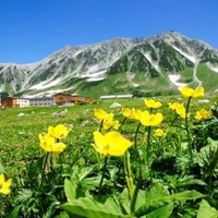 夏の室堂（花の見頃は年により異る）
