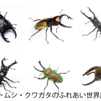 カブトムシ・クワガタのふれあい世界展 2026