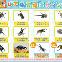 レア種登場スケジュール