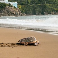ウミガメの産卵地で有名な大浜海岸