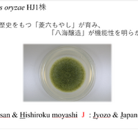 八海山の麹の胞子は「麹塵色（きくじんいろ）」と呼ばれる綺麗な緑色（「第11回日本微生物学連盟フォーラム」八海醸造 倉橋敦さんの発表資料より）