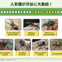 人気種が渋谷に大集合