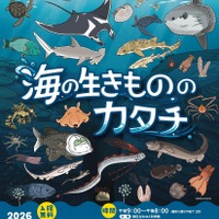 2026 夏の企画展 海の生きもののカタチ