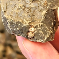 体験で発見された巻貝の化石