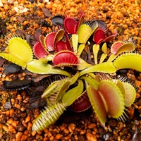 ハエトリソウ（モウセンゴケ科） 学名：Dionaea