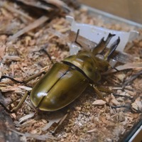 ババオウゴンオニクワガタ
