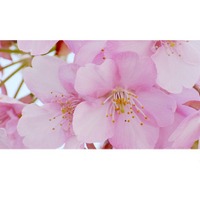 豊島岡女子学園