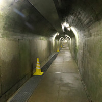 通路の壁にはコケが生育。蛍光灯の光で光合成し、鮮やかな緑色になっている