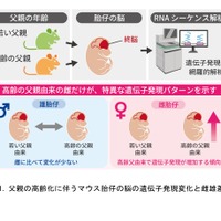 父親の高齢化による脳遺伝子発現に性差…東北大がマウス研究
