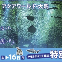 アクアワールド大洗「埼玉県民感謝デー」入館料割引