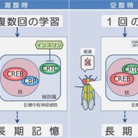 研究により明らかになった満腹時と空腹時の長期記憶の作られ方