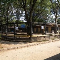 夢見ヶ崎動物公園・シマウマ舎