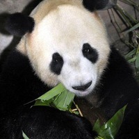 上野動物園のパンダ、「リーリー」と「シンシン」に決定……22日から一般公開 「リーリー（力力）」に決まったオスのジャイアントパンダ