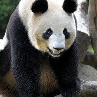 上野動物園のパンダ、「リーリー」と「シンシン」に決定……22日から一般公開 メスは「シンシン（真真）」に