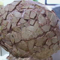 恐竜の卵（北アメリカ産）※参考画像