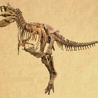 タルボサウルス 全身骨格