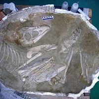 発掘時のタルボサウルス（子ども）の骨格
