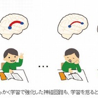学習継続と脳構築の関係