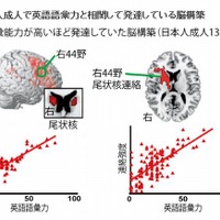 日本人成人で英語語彙力と相関して発達している脳構築