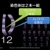 ALDH2遺伝子