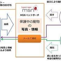 日本マイクロソフト MSNペットサーチ