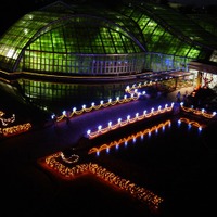 京都府立植物園、夜間開室とイルミネーション開催