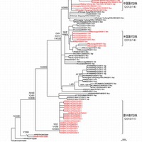 耐性ウイルスのDNA遺伝子の系統樹解析