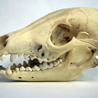 タヌキの頭骨