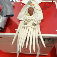 内田洋行ブースに展示されていたイカの解剖モデル