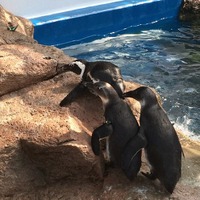 京都水族館のケープペンギン