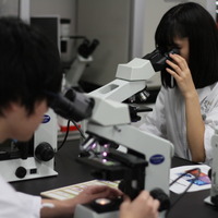 癌細胞を顕微鏡で観察