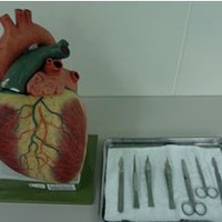 実習で用いる器具と心臓の模型