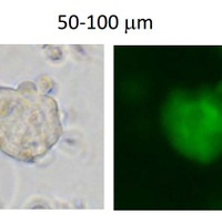 蛍光顕微鏡による酸処理後形成されるSTAP様細胞塊の緑色蛍光検出