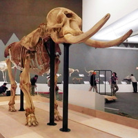 国立科学博物館　骨格標本のゾウ