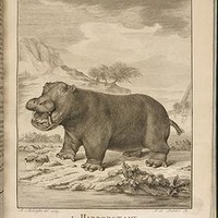 1700年代発刊のビュフォンの「The Natural History of the Hippopotamusor River horse」 1700年代発刊のビュフォンの「The Natural History of the Hippopotamusor River horse」