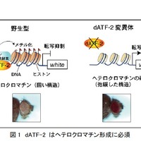 dATF-2はヘテロクロマチン形成に必須