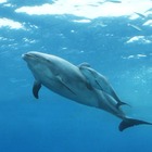 八景島シーパラダイスでイルカの赤ちゃん誕生、遊泳動画も公開 画像