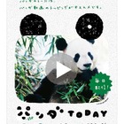 上野のパンダ動画を配信する「パンダ TODAY」、ゆかりの地にポスター掲出 画像
