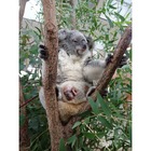 赤ちゃんコアラがママの袋から「こんにちは」…埼玉こども動物自然公園