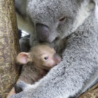 お名前投票受付け中、コアラの赤ちゃん2頭…こども動物自然公園 画像