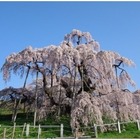 2016年「桜の開花予想」日本気象協会が2/3開始、日本三大桜予想も 画像