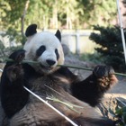 赤ちゃん待ってるよ、上野動物園のパンダ2頭繁殖に向け展示中止 画像