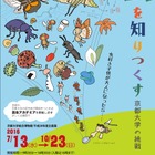 昆虫学の最前線を紹介、京大博物館「虫を知りつくす」7/13-10/23 画像