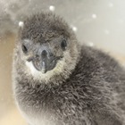 ペンギンの赤ちゃん「ふうりん」を応援、すみだ水族館で9/3デビュー 画像