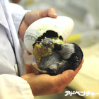 エンペラーペンギンの赤ちゃん誕生、自然育雛にチャレンジ 画像