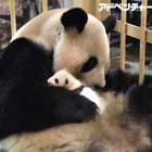 生後1か月の赤ちゃんパンダをママが愛情いっぱいに子育て…名前募集 画像