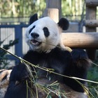 上野動物園、パンダの繁殖に向けた準備を開始 画像
