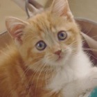 かわいすぎる！子猫の「プニプニ探しのたび」動画、コクヨ公式チャンネルで 画像